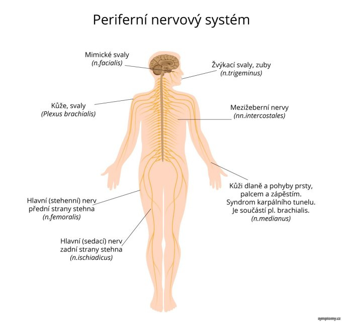 Periférny nervový systém