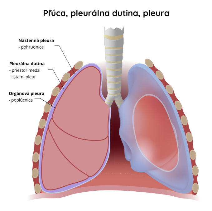 Plúca-pleurálna-dutina-pleura