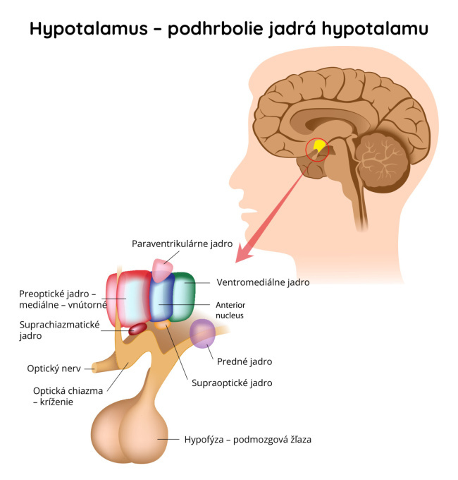 Podlôžko (Hypotalamus)