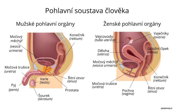 Pohlavná sústava