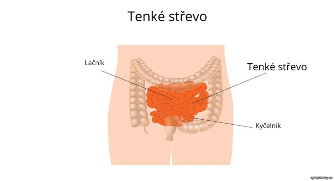 Tenké črevo