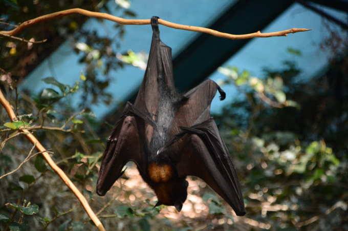 Vírus Nipah