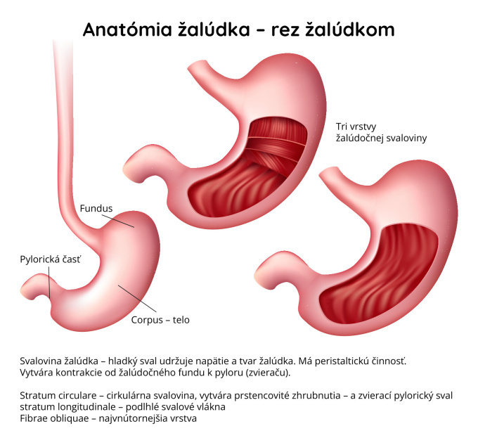 Žalúdok