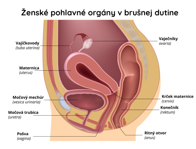 Ženské pohlavné ústrojenstvo