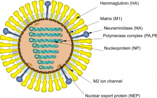 Štruktúra chrípkového vírusu