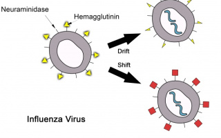 Influenza vírus