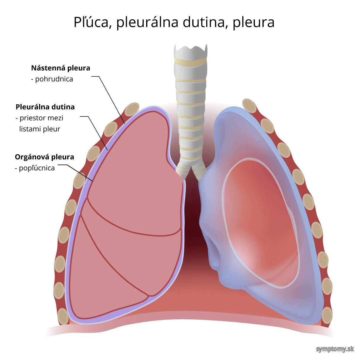 Plúca-pleurálna-dutina-pleura