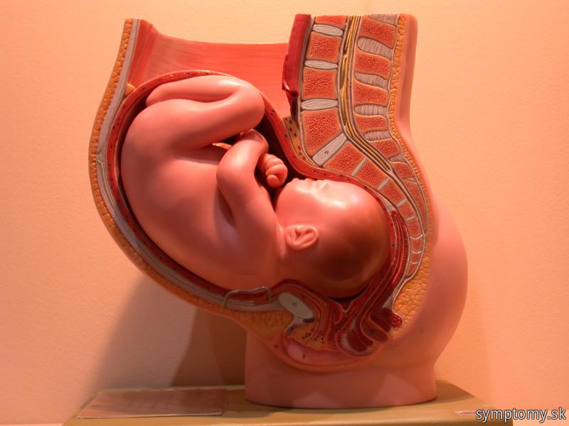 Tehotenstvo-pred pôrodom